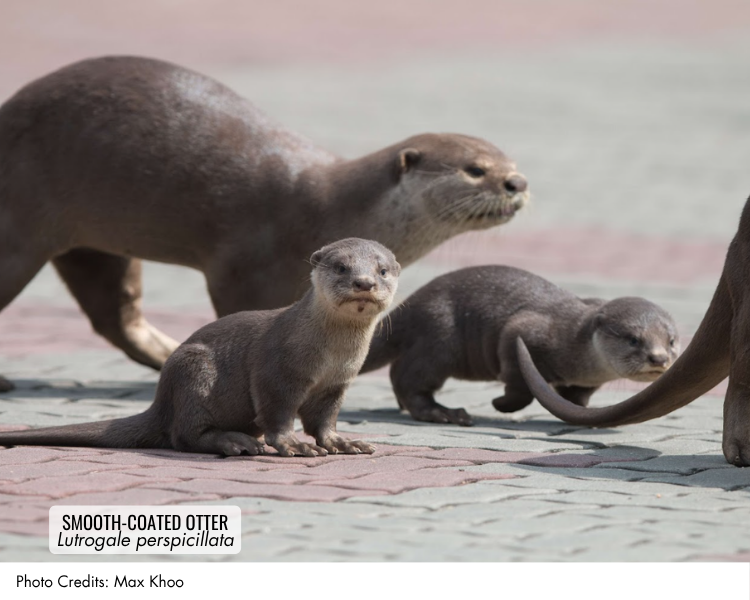 Smooth-coated Otter (Lutrogale perspicillata)